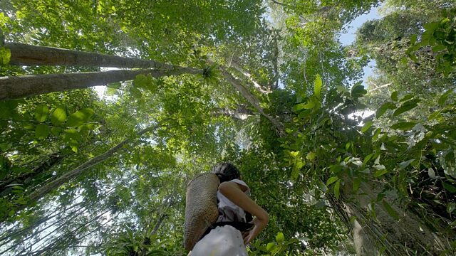 Borneo forest canopy. Photo by Kynan Tegar.